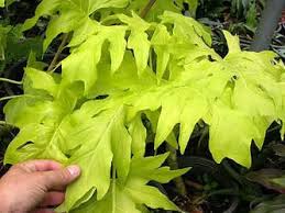 Gallery Philodendrons Unusual Plants Plant Seedlings Plants