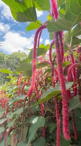 Image result for Acalypha fimbriata