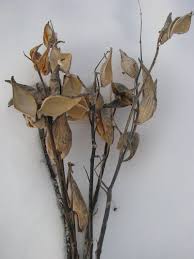 Mother Nature Dried These Milkweed Pods The Stems Were Harvested In The Winter After The Seeds Scattered Naturally Milkweed Pods Milkweed Pod Crafts Milkweed