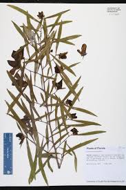Image result for Antizoma angustifolia