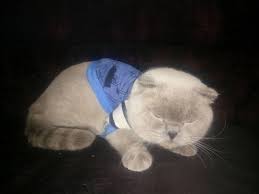 Yetiskin Scottish Fold Erkek Blue Point Yetiskin Scottish Fold Erkek Blue Point Kedi Kediler Britishshorthair Scott Scottish Fold Blue Point Animals