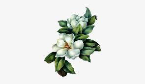 Magnolia White Magnolia Flower Painting 324x412 Png Download Pngkit Use them in commercial designs under lifetime, perpetual & worldwide rights. white magnolia flower painting