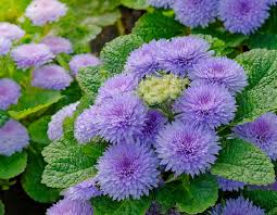 Image result for Ageratum
