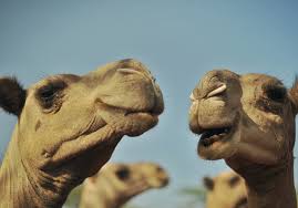 Fast and easy camel milk delivery in usa and canada. At 18 A Pint Camel S Milk May Make You Healthy Poor Marketwatch