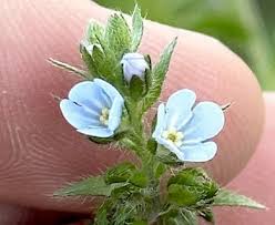 Image result for Blumea squarrosa