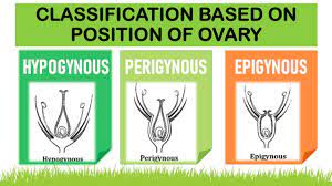 Maybe you would like to learn more about one of these? Classification Based On Position Of Ovary Lecture 7 Agricare As Youtube