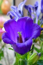 15 Bell Shaped Flowers Urban Garden Gal