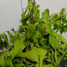 Image result for Osteospermum monocephalum