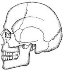 Juni 2021, thema einer anhörung des ausschusses für inneres und heimat. Homo Sapiens Lexikon Der Biologie