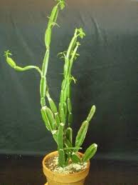 Image result for Cissus