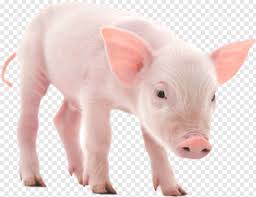 New users enjoy 60% off. Peppa Pig Logo Pig Silhouette Pig Face Peppa Pig Minecraft Pig Guinea Pig 655038 Free Icon Library