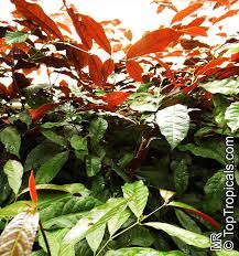 Image result for Excoecaria