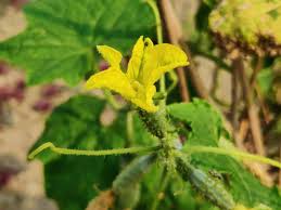 Image result for female flowers cucumber