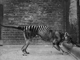 Man claims to have captured thylacine extinct since 1936 on camera in his south australian backyard it was posted online by the thylacine awareness group of australia thylacine became extinct in 1936 when last animal died at hobart zoo those belonging to the thylacine awareness group of australia claim it is a mainland thylacine. The Tasmanian Tiger May Not Be Extinct Mysterious Sightings Suggest