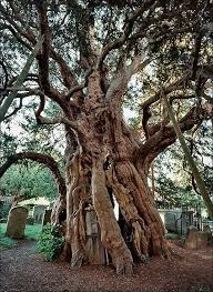 Yew Don T Look A Day Over 9 000 Tree Scotland Beautiful Tree