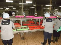 We did not find results for: Sarden Makarel Tuna Dalam Kaleng