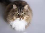 14 Hypoallergenic Cat Breeds - HomeoAnimal
