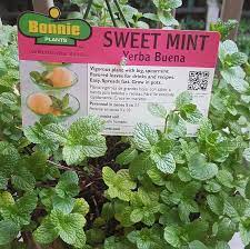This item is only obtainable during certain events. Pin On Garden Indoor Plants