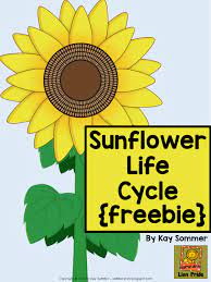 Download or print this amazing coloring page. More Sunflowers And A Freebie Can T Find Substitution For Tag Blog Title