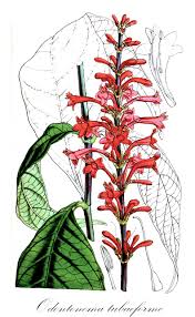 Image result for Justicia tenella