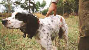 Video: A Man, His Dog, and Ruffed Grouse