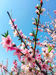 We did not find results for: Peach Blossom Pictures Download Free Images On Unsplash