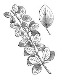 Image result for Balanites aegyptiaca