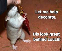 Rat Logic Timeline Photos Facebook Funny Rats Pet Rats Cute Rats