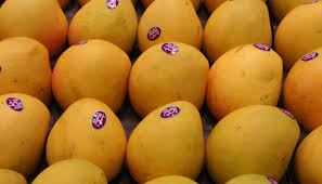 Best women fashion clothing store. Pakistan To Achieve 150 Million Mango Export Target