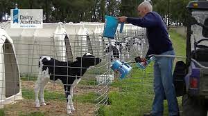 How I Designed My Calf Housing With Stuart Tweddle - Youtube
