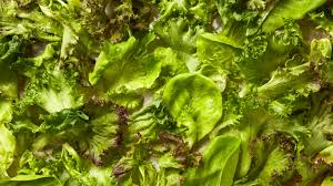 Image result for Lettuce Green 1983 Hussmann