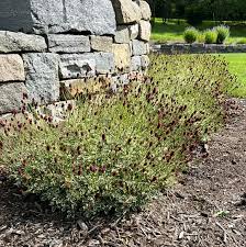 Image result for Englerina schubotziana