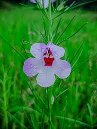 Image result for Sopubia lanata