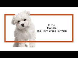 Check spelling or type a new query. Video Gallery Visit Petland Rockford Illinois In 2021 Maltese Puppy Puppies Maltese Puppies For Sale