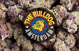 Restaurantes nas proximidades de the bulldog the first coffeeshop. The Bulldog Dispensary Amsterdam