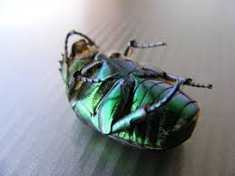 Essential oil bed bug spray recipe so you can try to get rid of these common pests naturally, without using potentially toxic chemicals. What Kind Of Pesticide Is Your Exterminator Using Networx