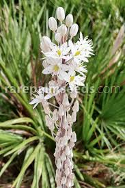 Image result for Drimia