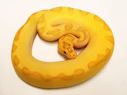 Make sure to get your perfect ball python from bhb reptiles. Land Of Lizards Ball Pythons Morphs Available For Facebook