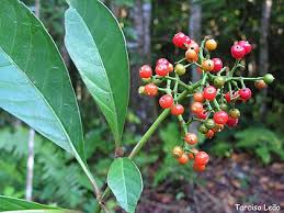 Image result for Psychotria peduncularis