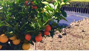 A stone fruit tree yields peaches, apricots, plums, nectarines, peachcots (a cross between peaches and apricots) and peacherines. Multi Fruit Trees Posts Facebook