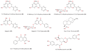 Image result for Helichrysum mechowianum