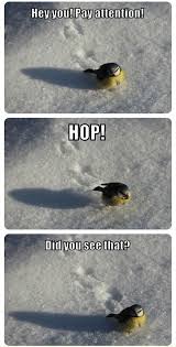 Cute captions for cat pictures on instagram. Stupid Animal Memes