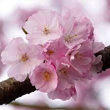 We did not find results for: Prunus The Springs Garden World