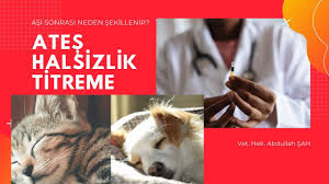 abdullah sah adli kullanicinin kopek panosundaki pin kopek kedi cats
