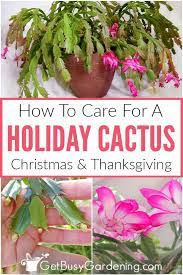 Find great deals on ebay for thanksgiving cactus. Holiday Cactus Care Care Tips For Growing Your Holiday Cactus