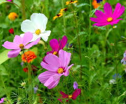 Image result for Cosmos bipinnatus