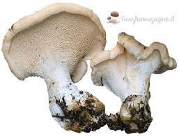 Questa specie era nota fin dall'antichità. Andar Per Funghi In Inverno I Funghi Invernali Funghimagazine It