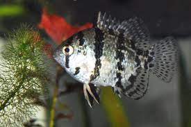 Black-Banded Sunfish