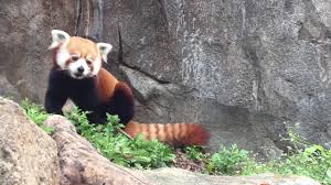 And how to buy this pet ? Is A Red Panda A Bear And More Red Panda Facts Smithsonian S National Zoo
