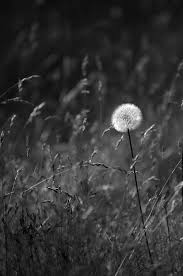 Check spelling or type a new query. Lone Dandelion Black And White Photograph By Jill Reger